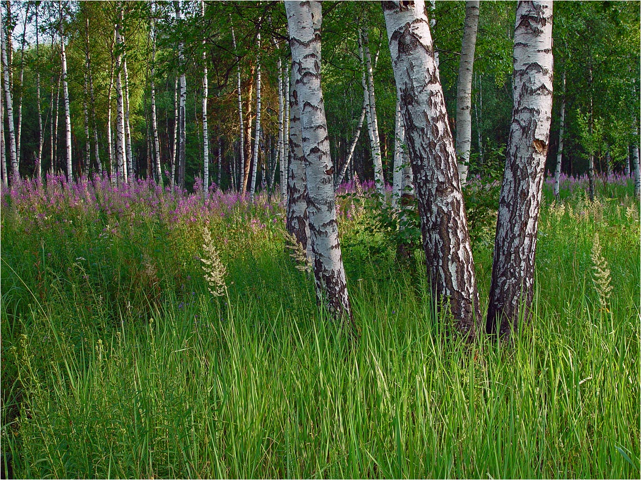 Хрипань, image of landscape/habitat.