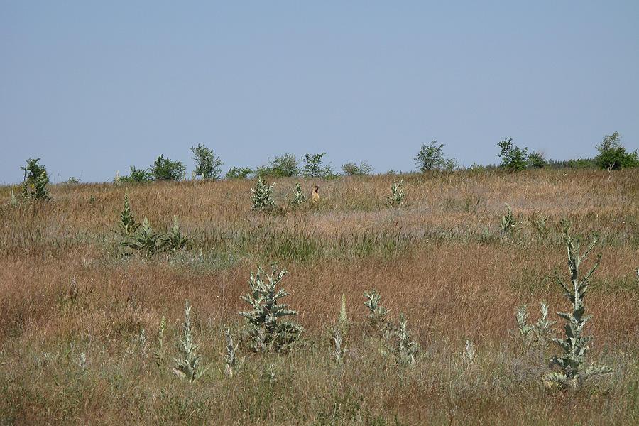 Шолоховские озера, image of landscape/habitat.