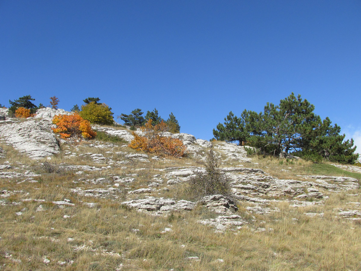 Ай-Петринская яйла, image of landscape/habitat.