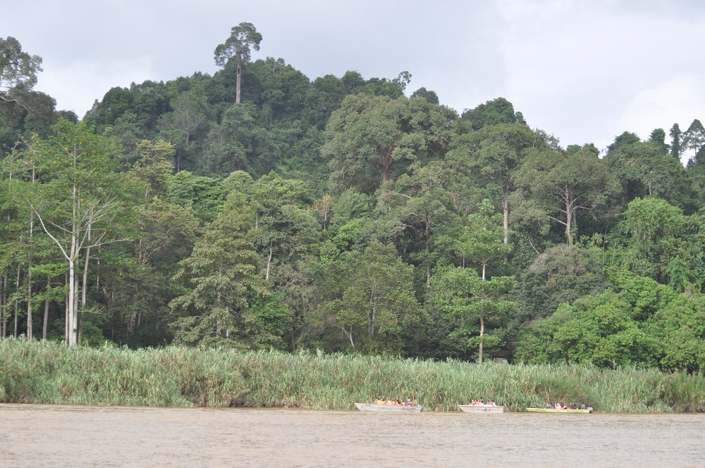 Река Кинабатанган, image of landscape/habitat.