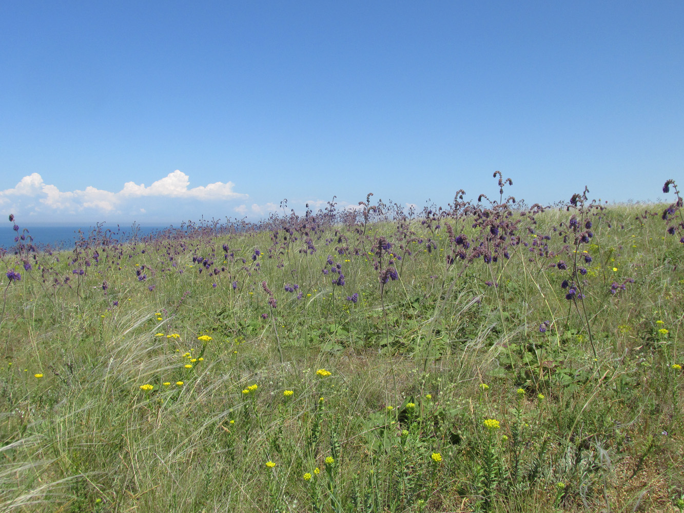 Кипчак, image of landscape/habitat.