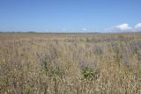 Степь у села Урожайное, image of landscape/habitat.