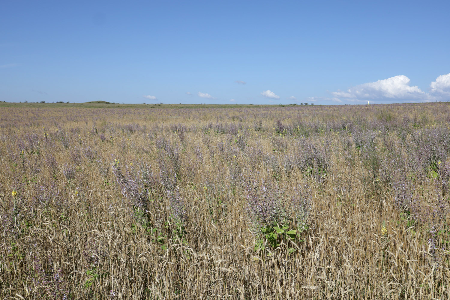 Степь у села Урожайное, image of landscape/habitat.
