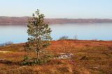 Окрестности посёлка Росляково, image of landscape/habitat.