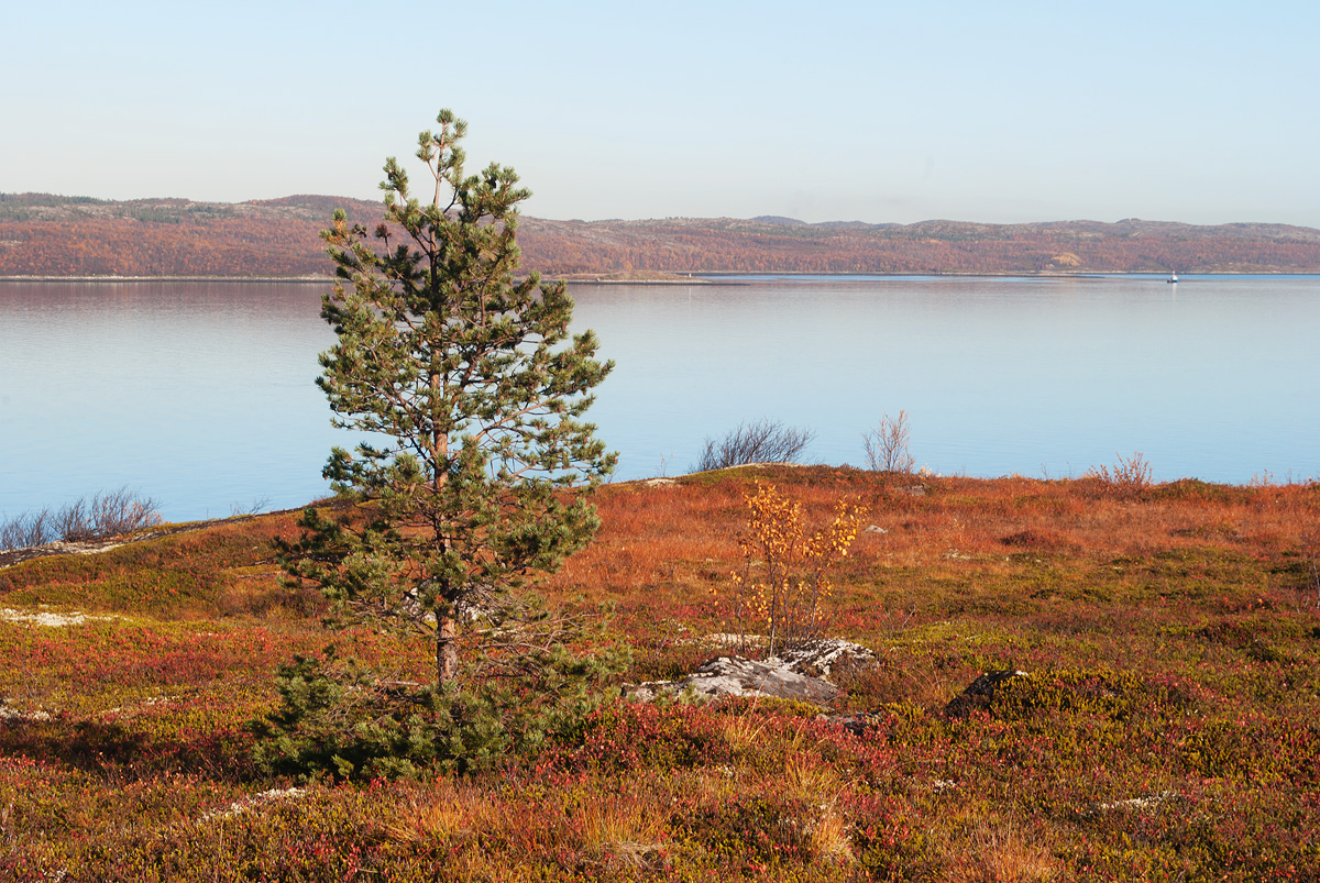 Окрестности посёлка Росляково, image of landscape/habitat.