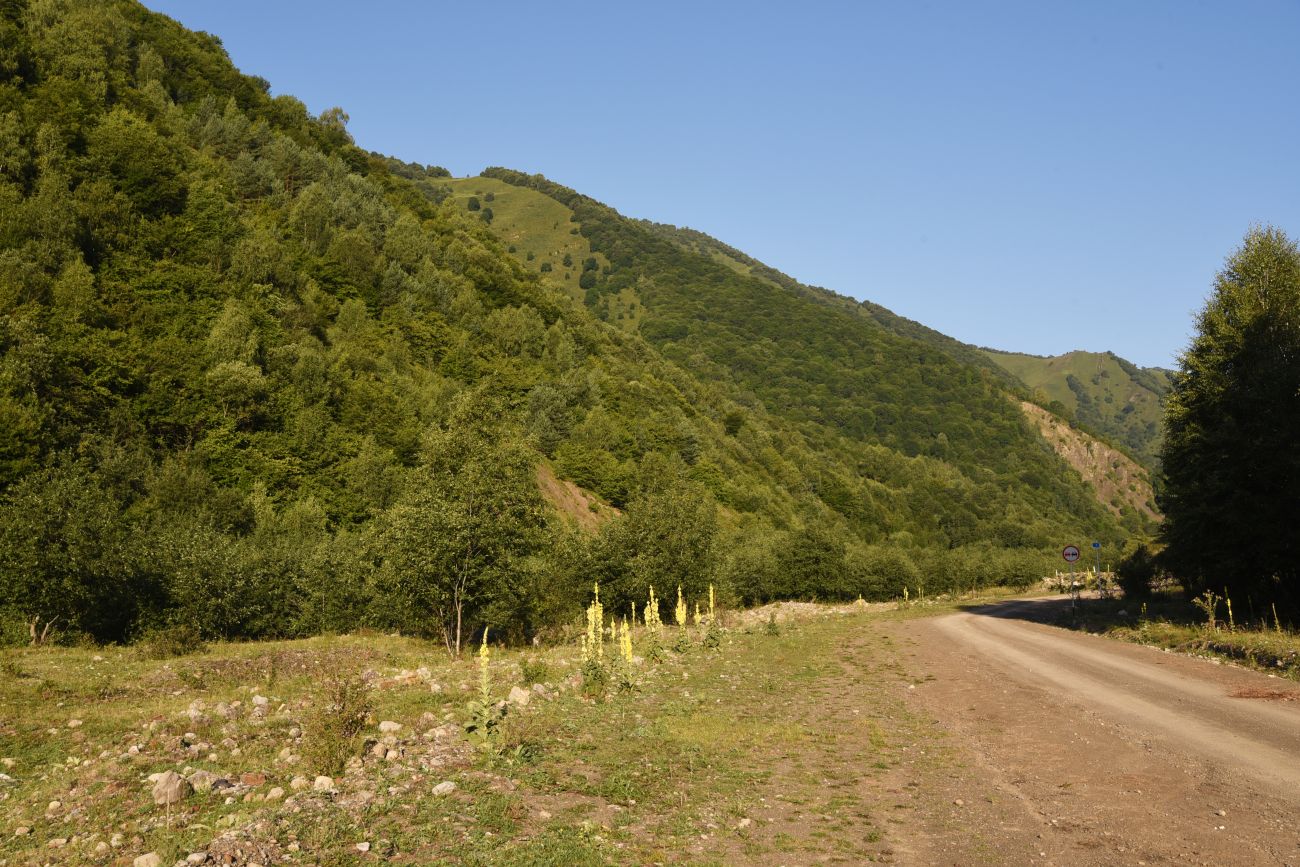 Нижнее течение Цесиахк, image of landscape/habitat.