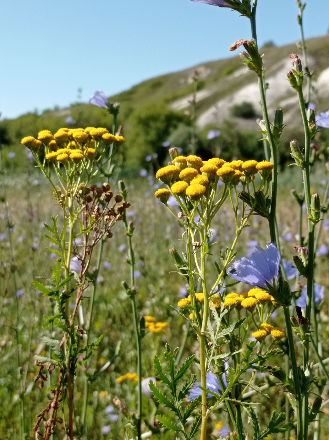 Старобельск, image of landscape/habitat.