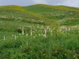 Перевал Хабуработ, image of landscape/habitat.