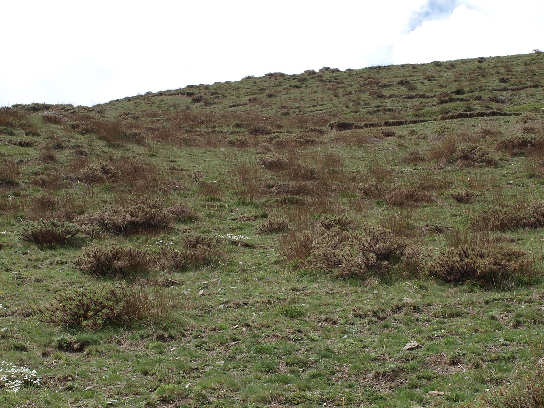 Верховья Куртатинского ущелья, image of landscape/habitat.