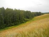 Титов Лог, image of landscape/habitat.