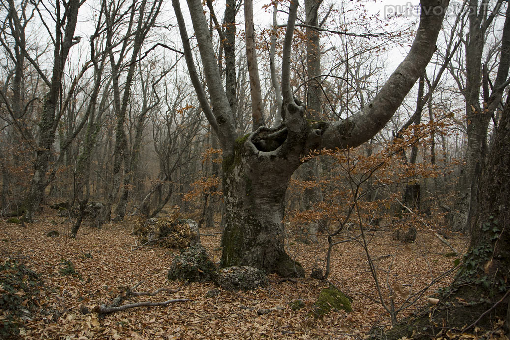 Урочище Парагильмен, image of landscape/habitat.