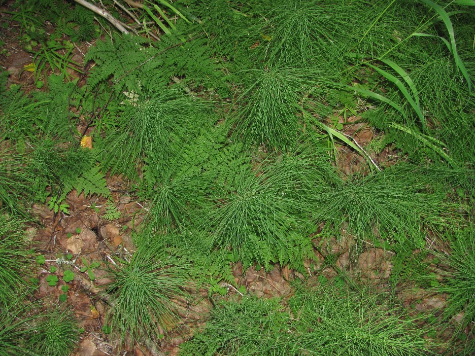 Долина реки Вель, image of landscape/habitat.