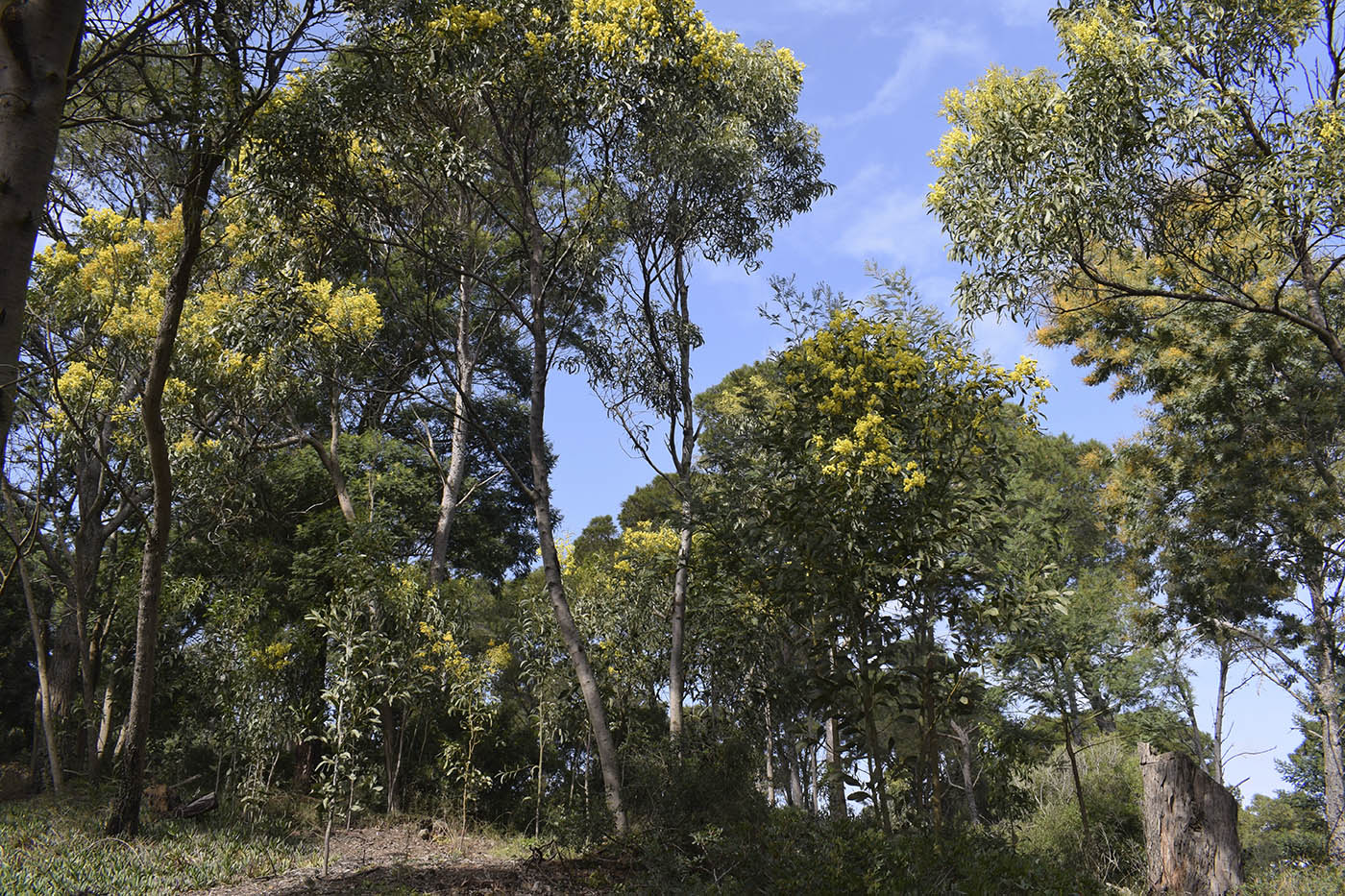 Сады Кап-Роч, image of landscape/habitat.