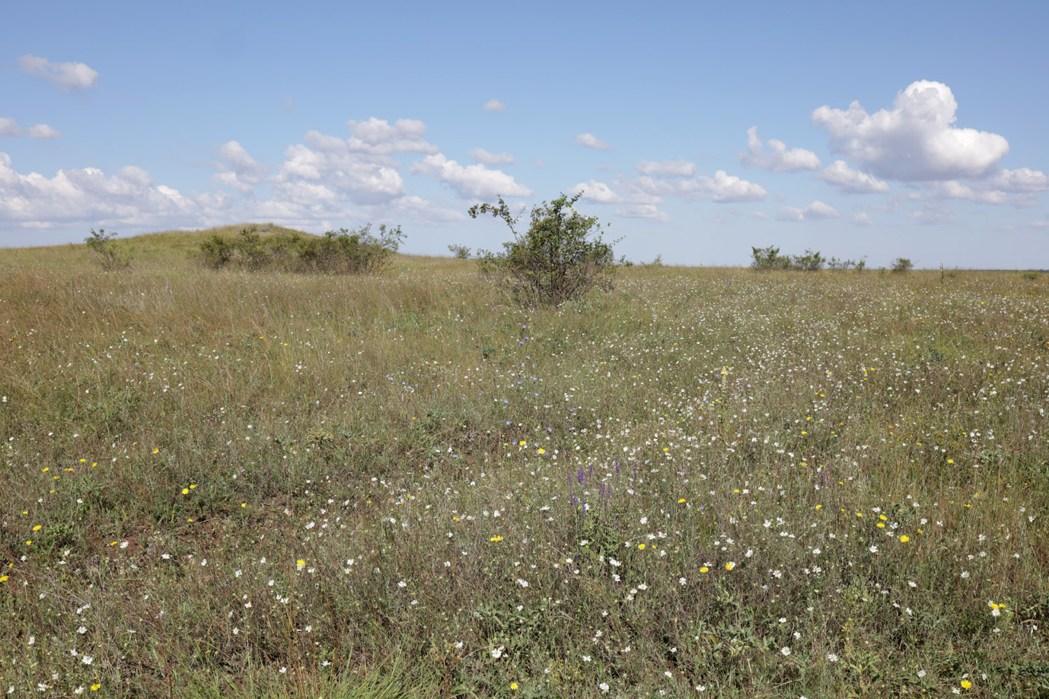 Степь у села Урожайное, image of landscape/habitat.