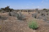 Пески Кашкакум, image of landscape/habitat.