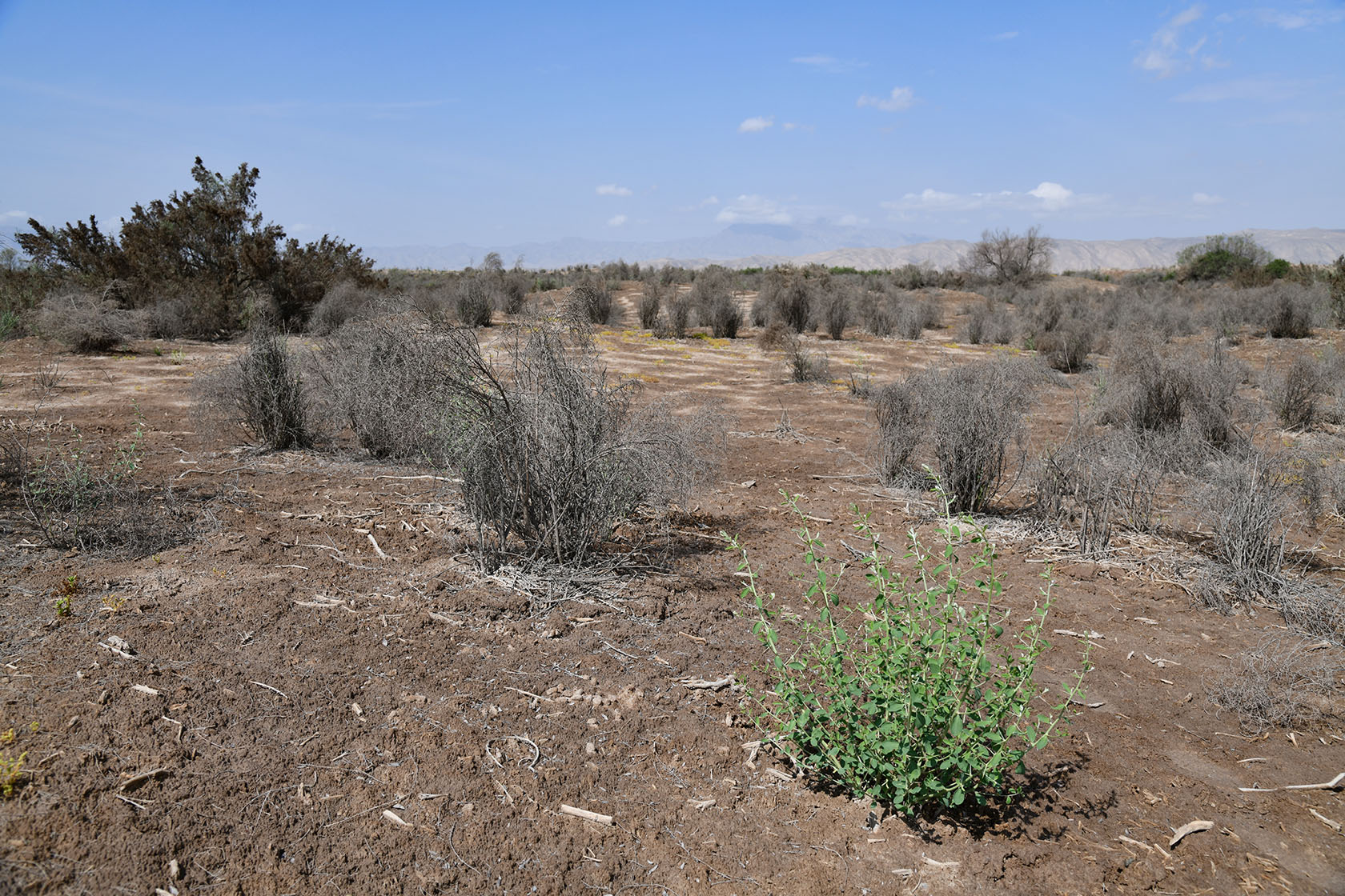 Пески Кашкакум, image of landscape/habitat.