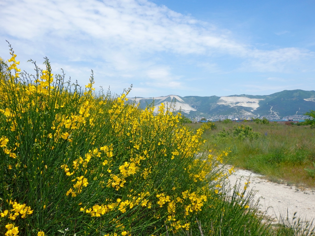 Окрестности Суджукской лагуны, image of landscape/habitat.