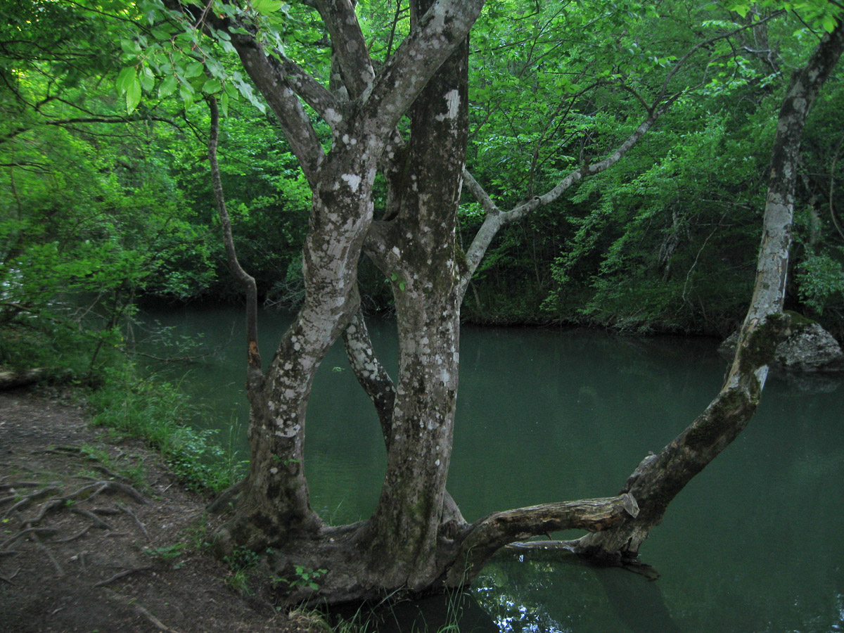 Чернореченский каньон, image of landscape/habitat.