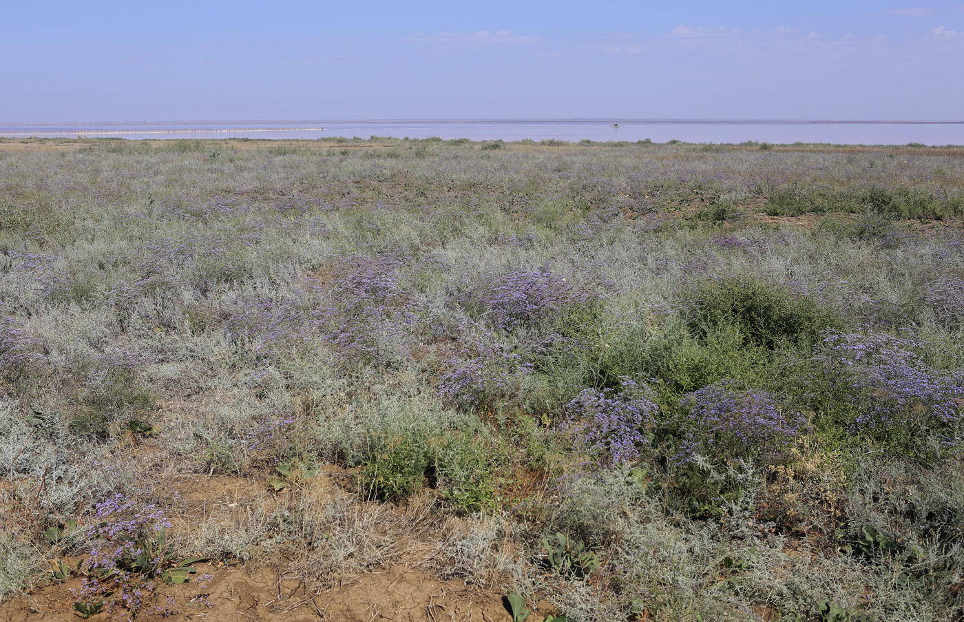 Окрестности озера Сасык, image of landscape/habitat.