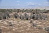 Пески Кашкакум, image of landscape/habitat.