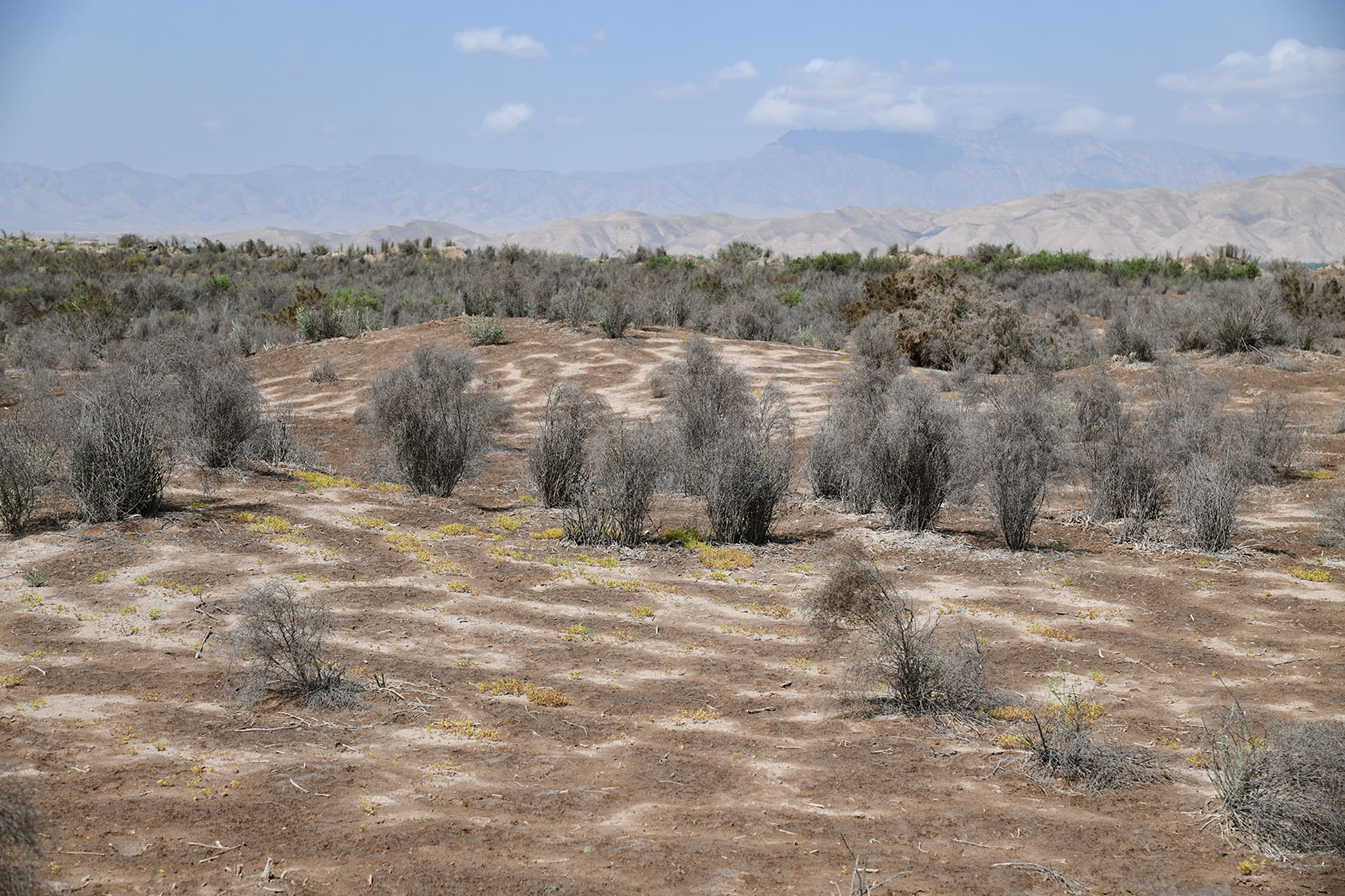 Пески Кашкакум, image of landscape/habitat.