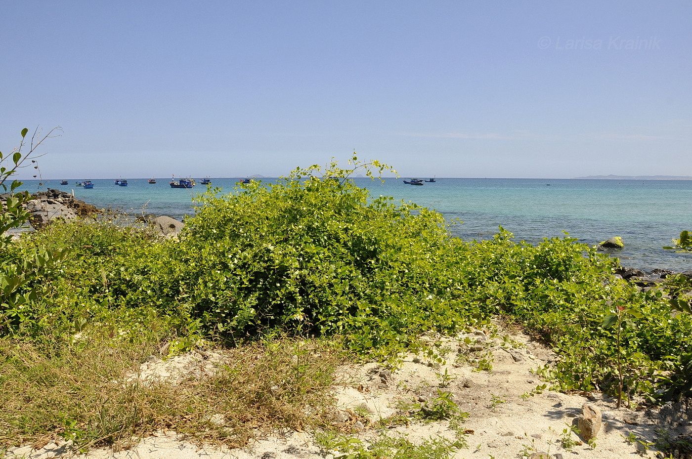 Нячанг, image of landscape/habitat.