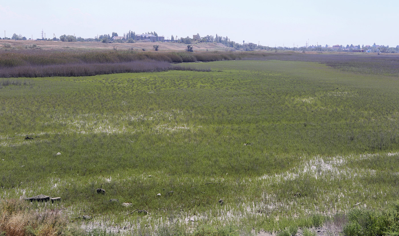 Окрестности озера Сасык, image of landscape/habitat.