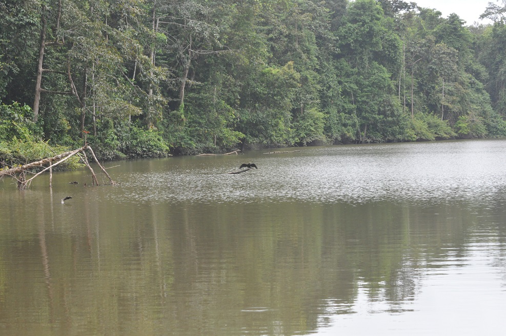 Река Кинабатанган, image of landscape/habitat.