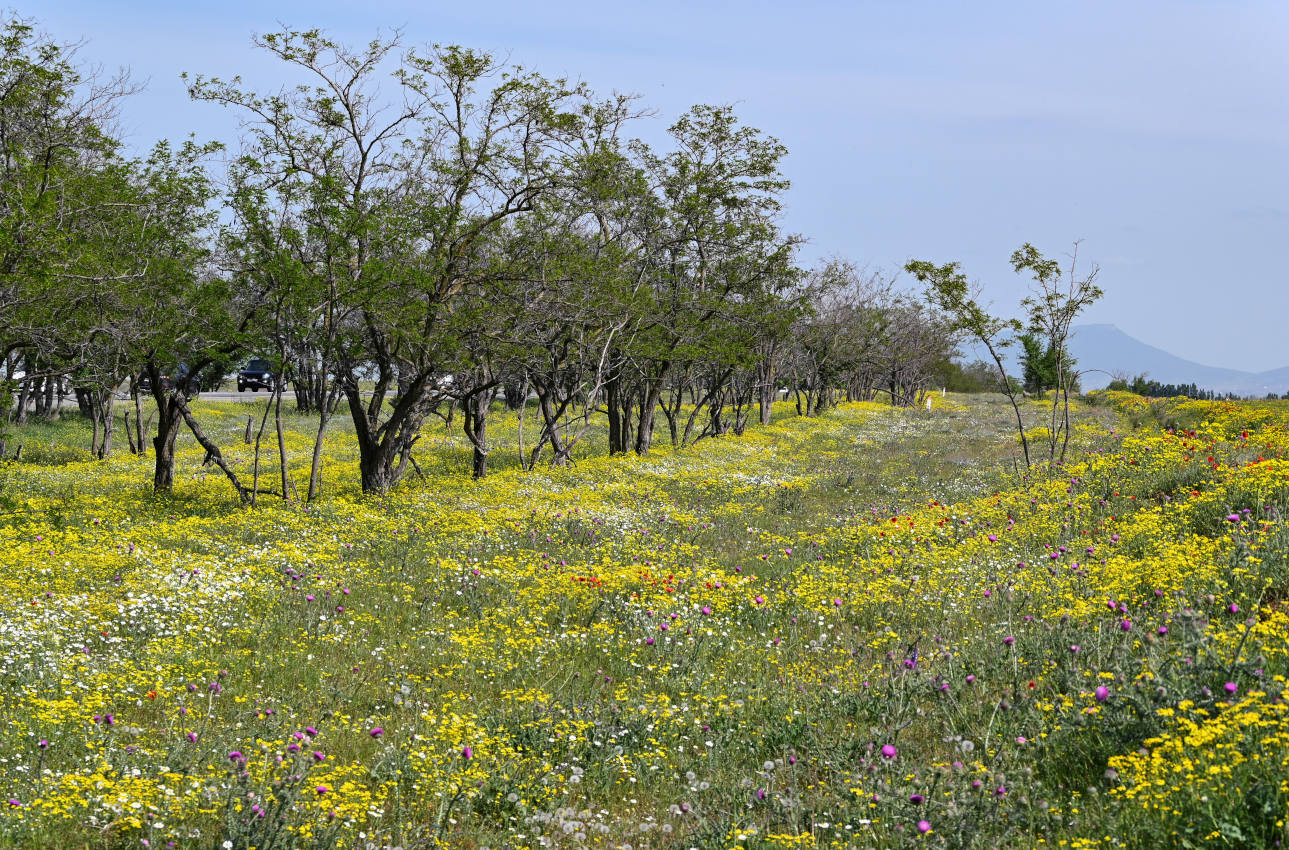 Долина реки Шураозень, image of landscape/habitat.