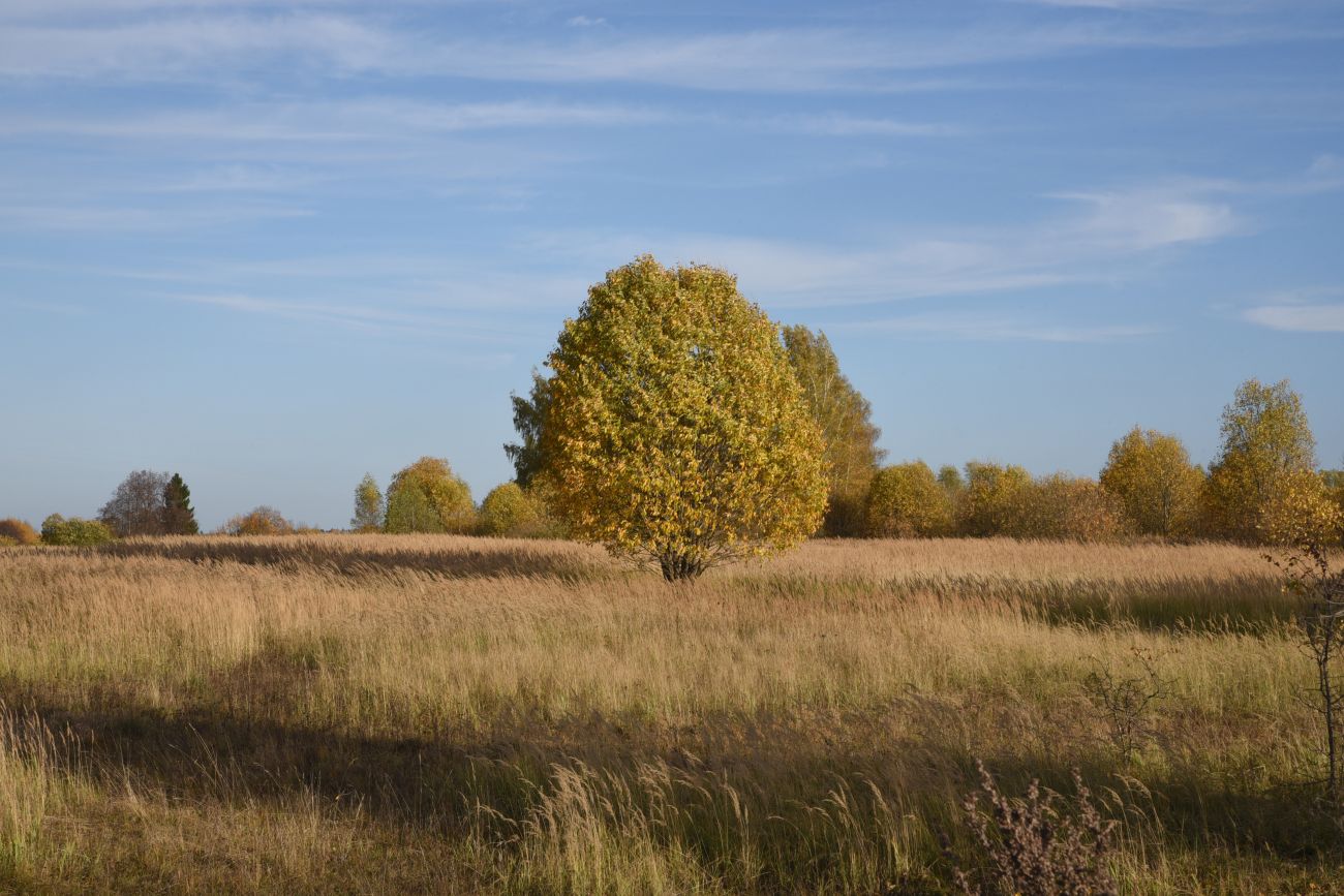 Окрестности деревни Брюхово, image of landscape/habitat.
