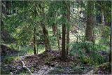 Окрестности Хрипани, image of landscape/habitat.
