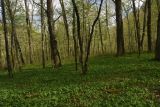 Долина Белой около Руфабго, image of landscape/habitat.