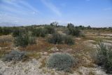 Пески Кашкакум, image of landscape/habitat.