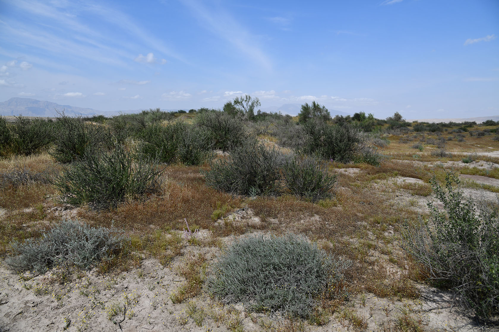 Пески Кашкакум, image of landscape/habitat.