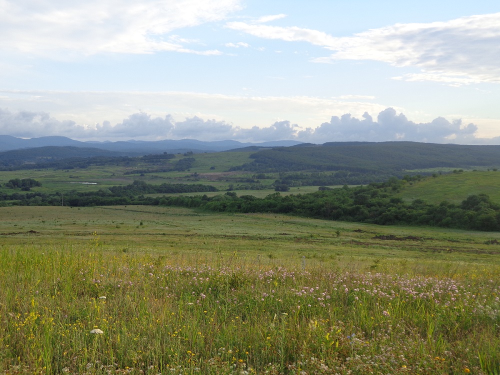 Крымск, окрестности, image of landscape/habitat.