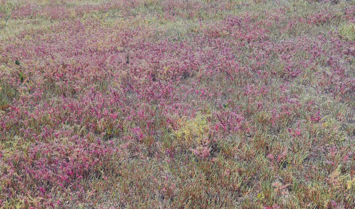 Окрестности озера Сасык, image of landscape/habitat.