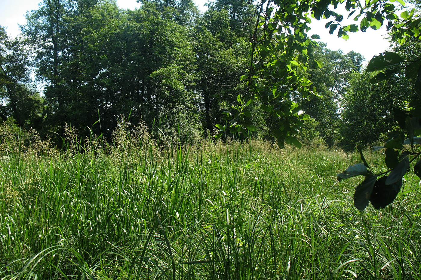 Приокско-Террасный заповедник, image of landscape/habitat.