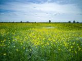 Окрестности хутора Себряков, image of landscape/habitat.