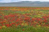 Долина реки Шураозень, image of landscape/habitat.