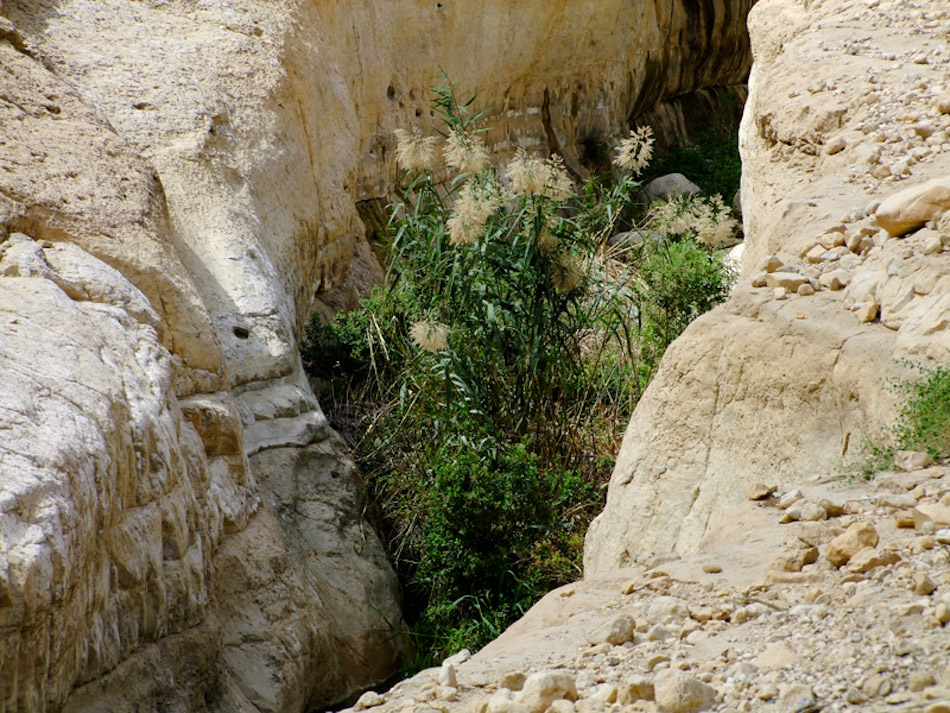 Эйн-Геди, image of landscape/habitat.