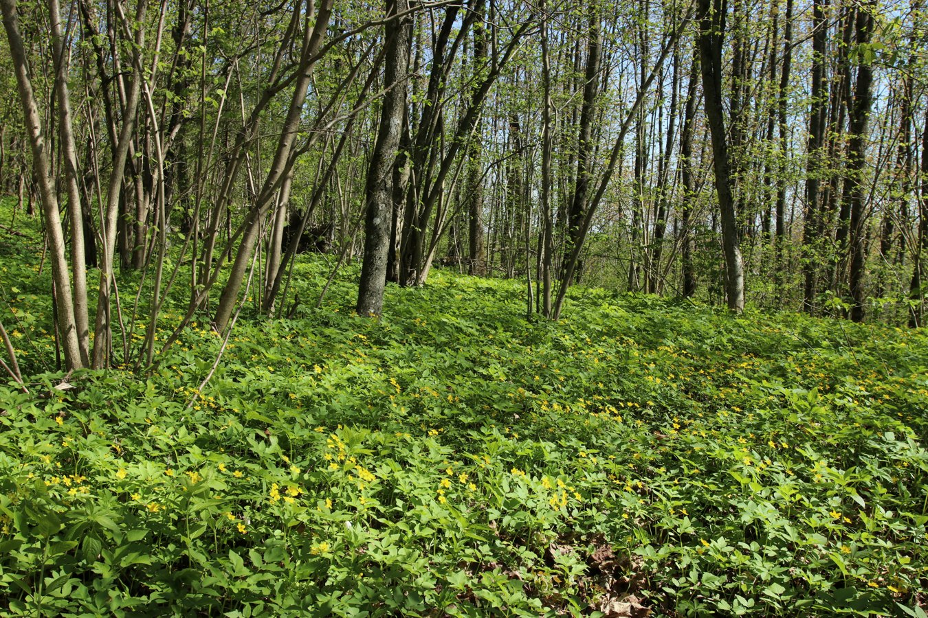 Дудергофские высоты, image of landscape/habitat.