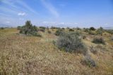 Пески Кашкакум, image of landscape/habitat.