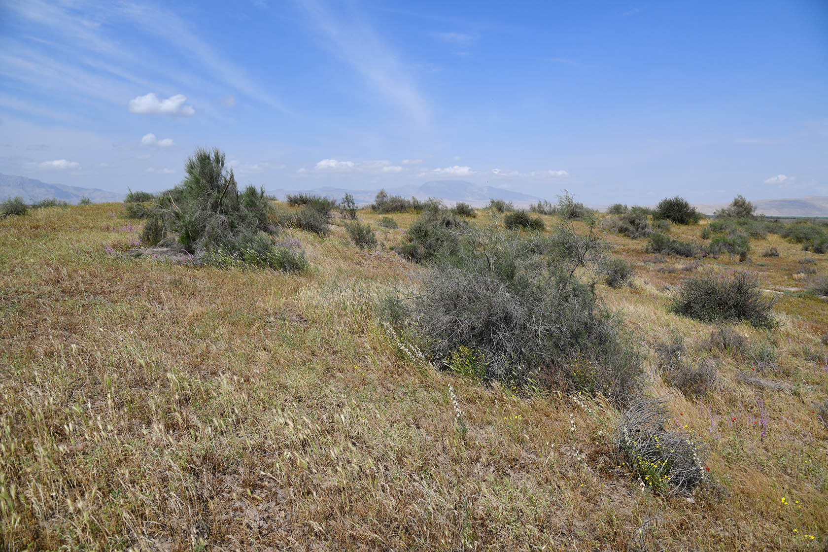 Пески Кашкакум, image of landscape/habitat.
