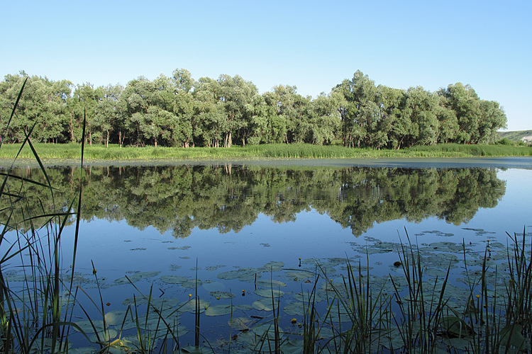 Шолоховские озера, image of landscape/habitat.