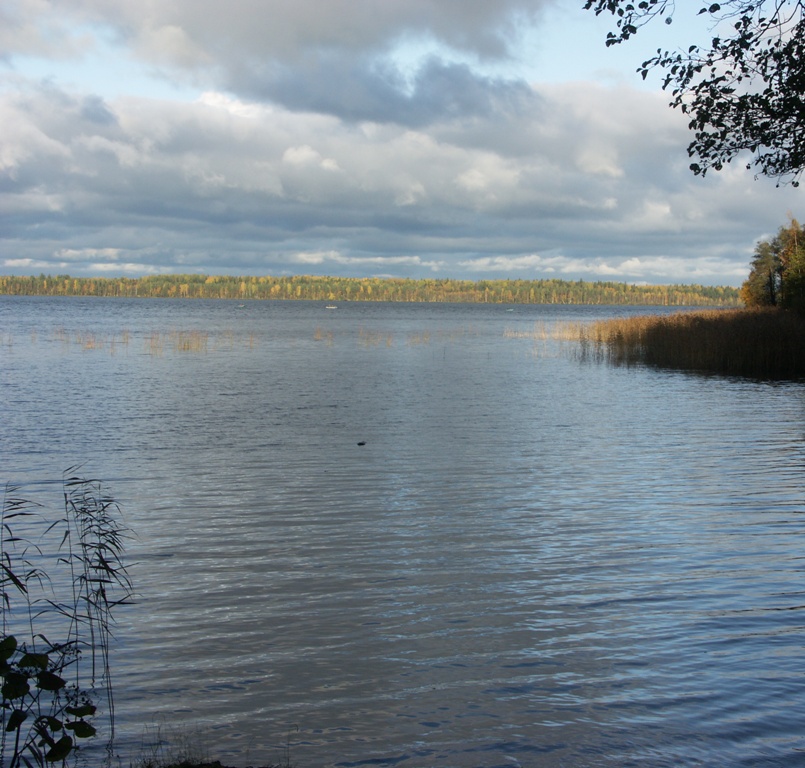 Котельский заказник, image of landscape/habitat.