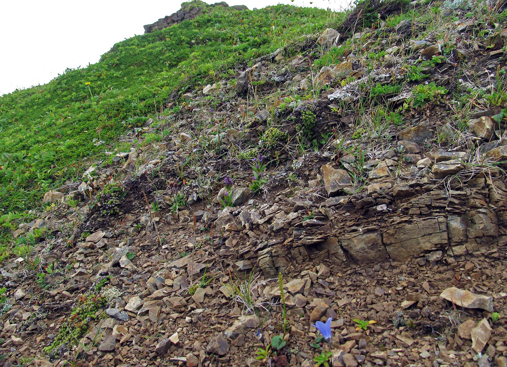 Остров Медный, image of landscape/habitat.