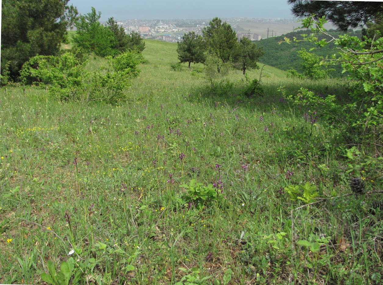 Дербент, image of landscape/habitat.