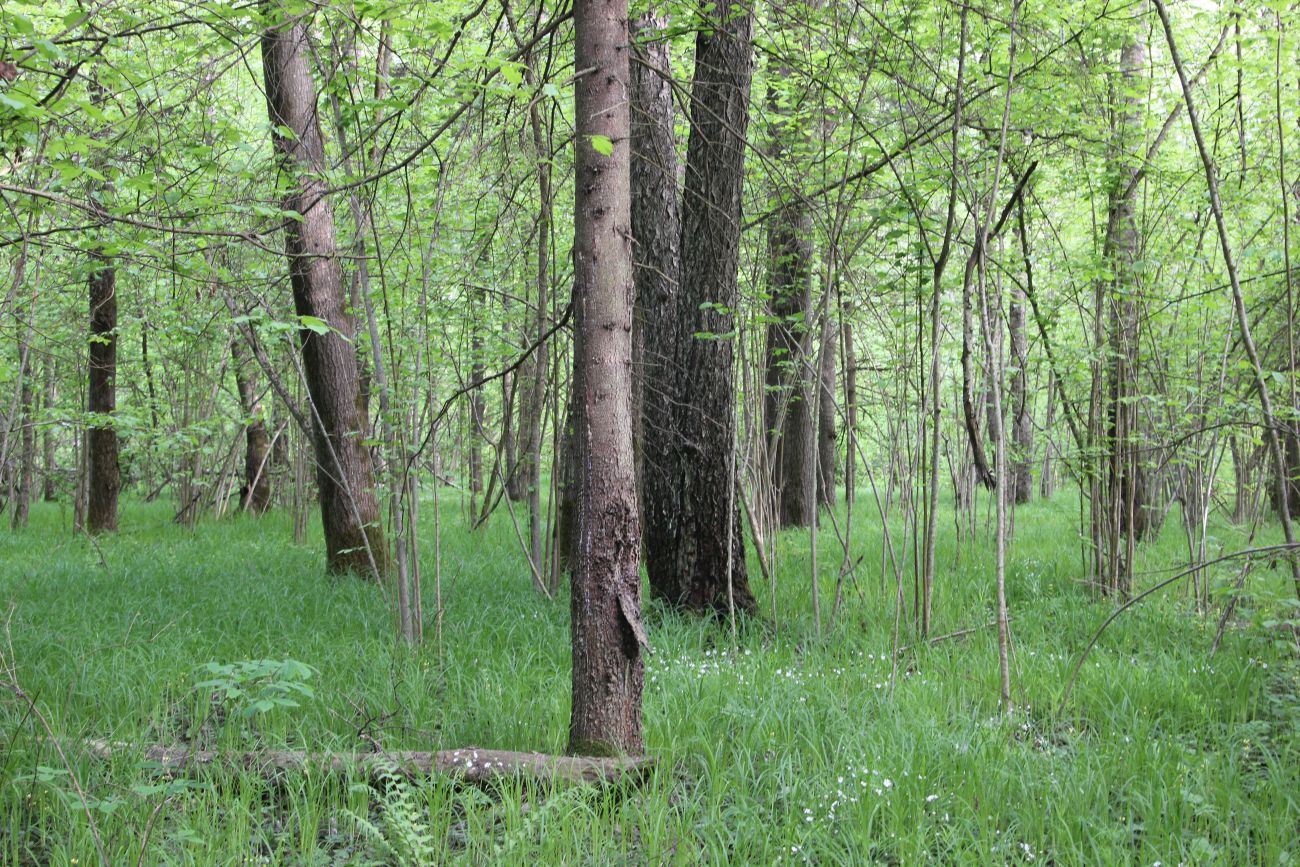 Окрестности деревни Чёлохово, image of landscape/habitat.