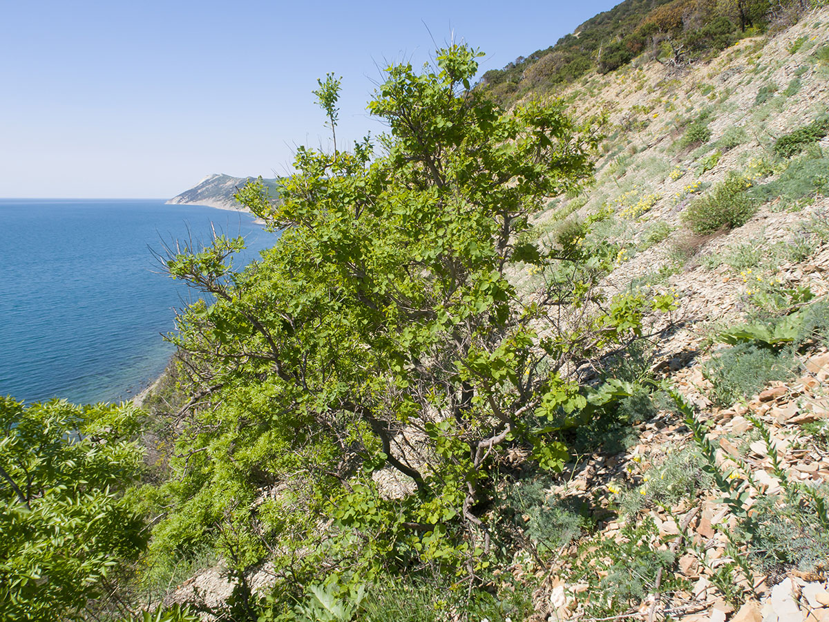 Большой Утриш, гора Солдатская, image of landscape/habitat.