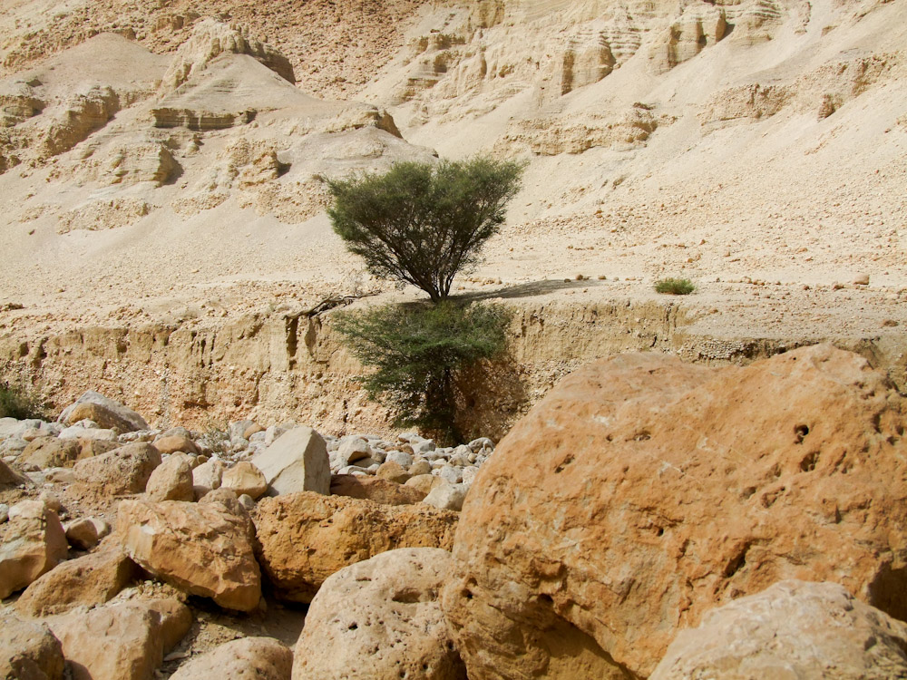 Эйн-Геди, image of landscape/habitat.